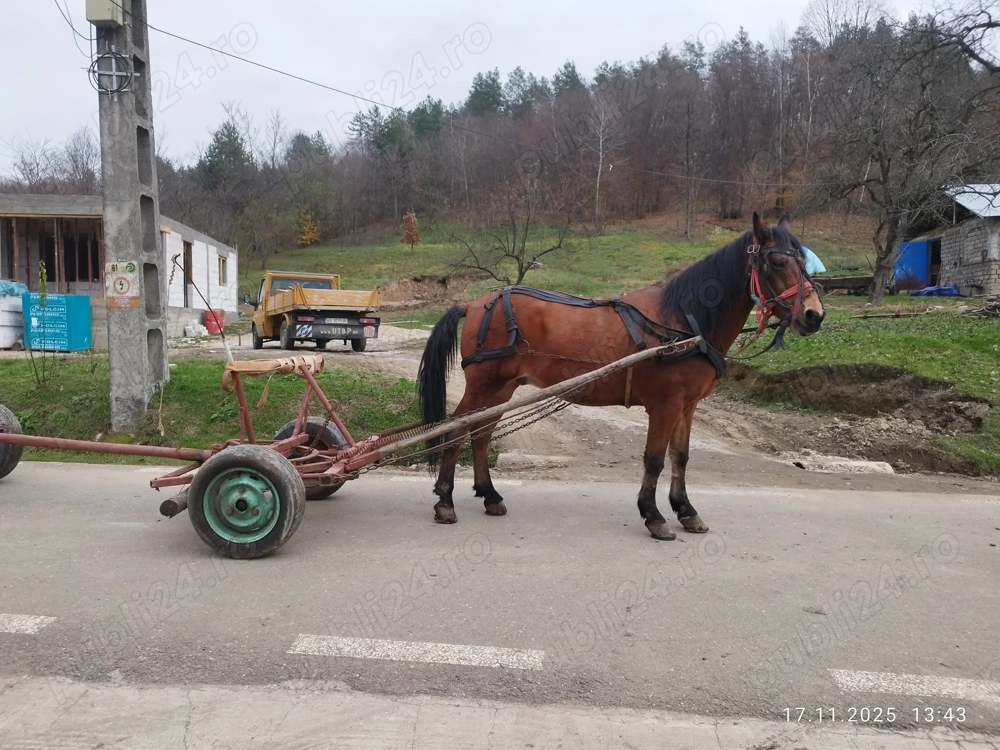 Vand cal bun de munca