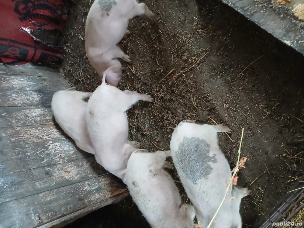 Purcei de vânzare vânzare 