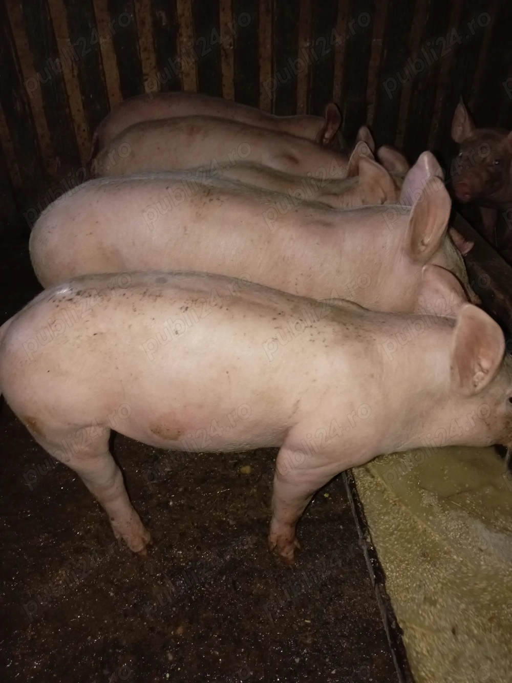 Vând purcei și scrofite de 8 săptămâni. 7M 4F