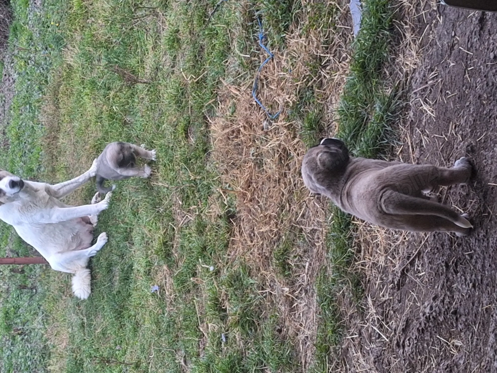 Catei de vanzare  foarte frumoși! 