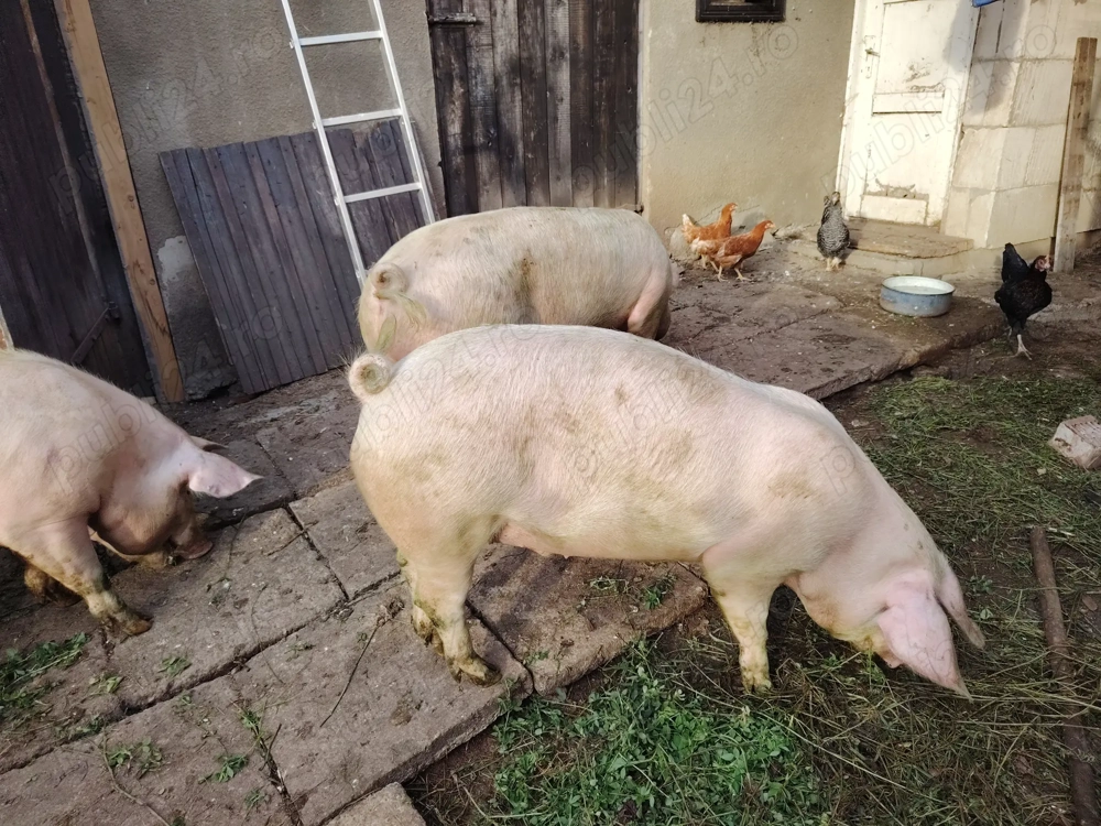 Vind porci între 100 și 140 kg 