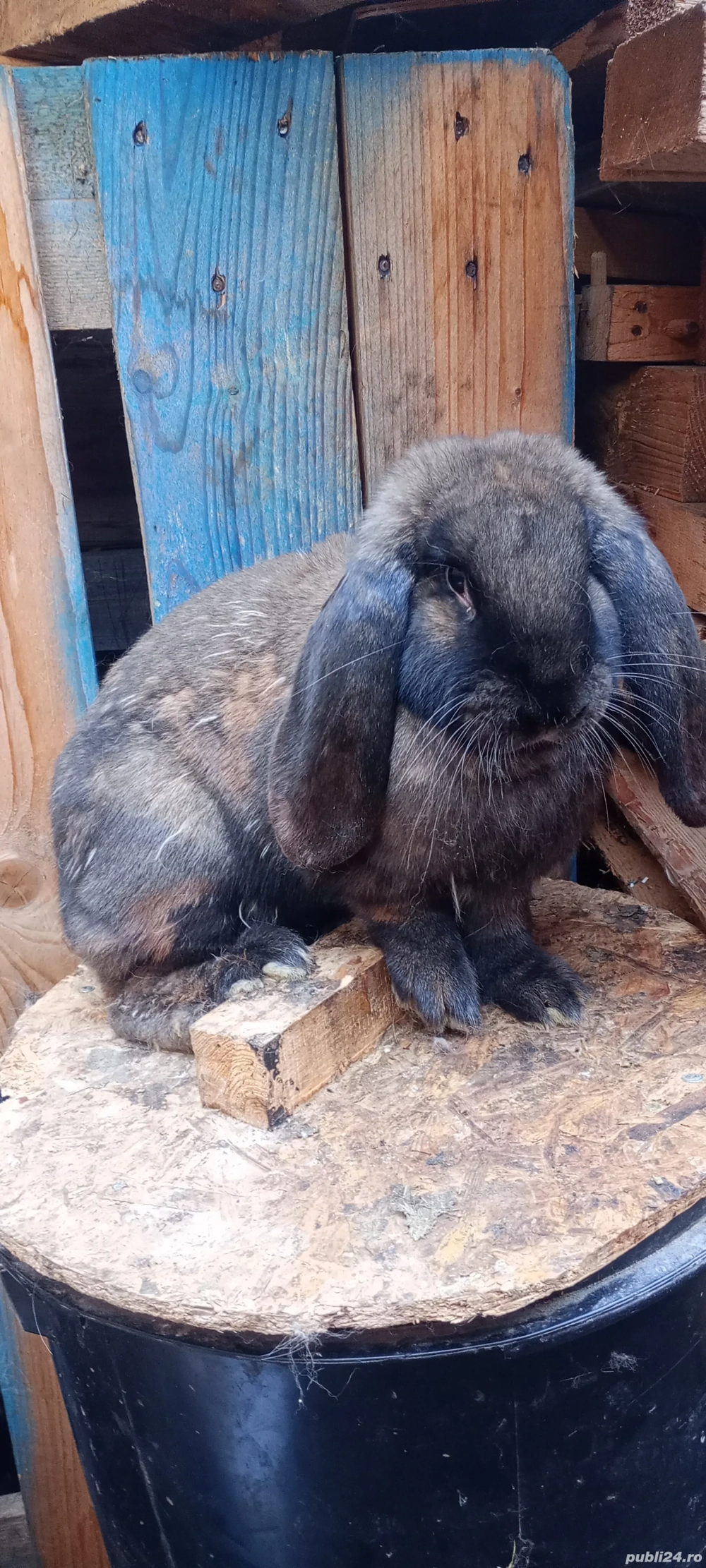 femele berbec german 