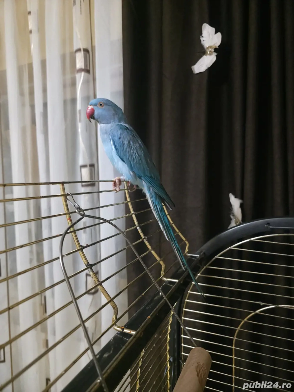 Micul Alexander își caută un nou cămin!