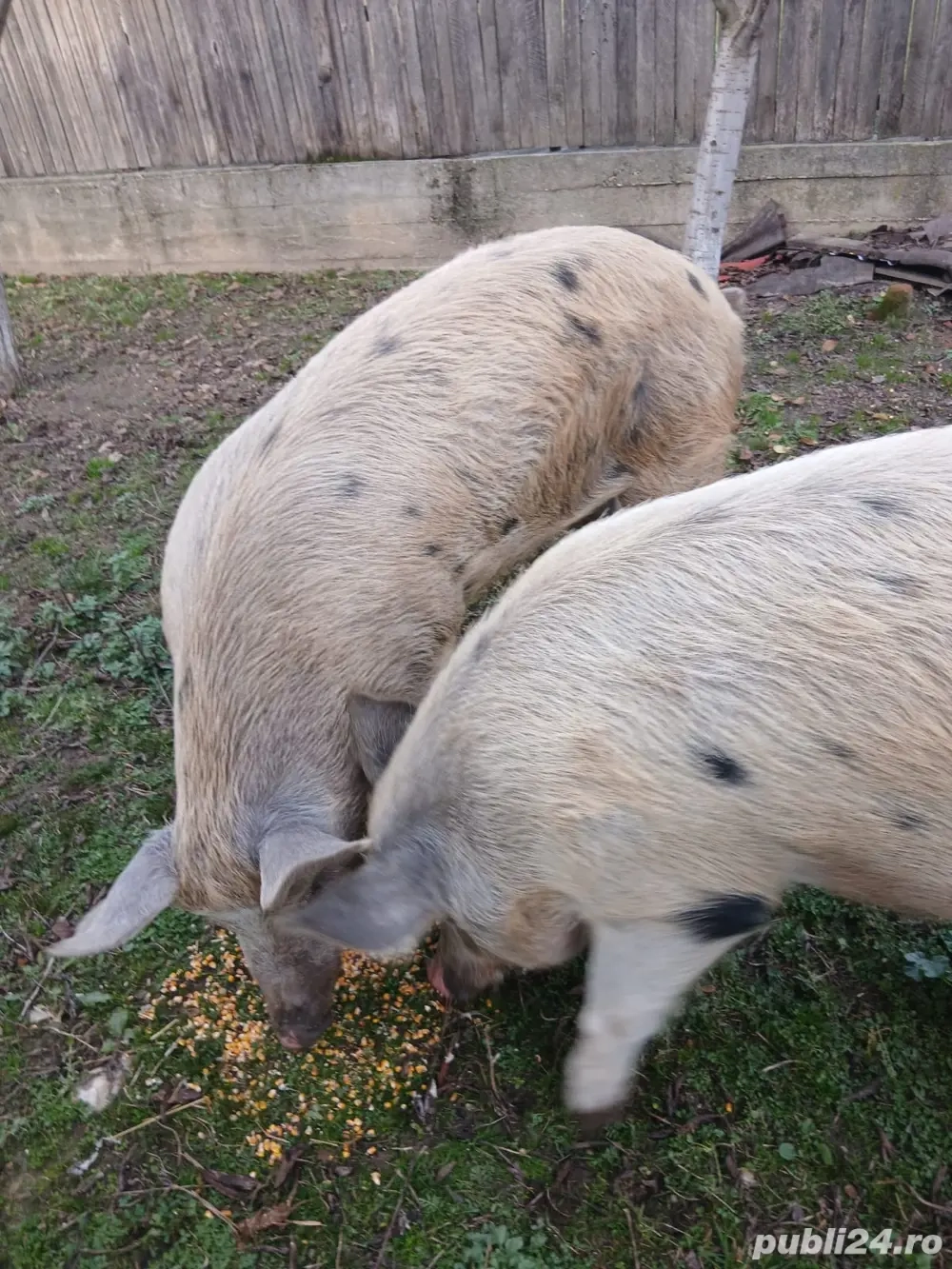 porci disponibili pentru craciun 