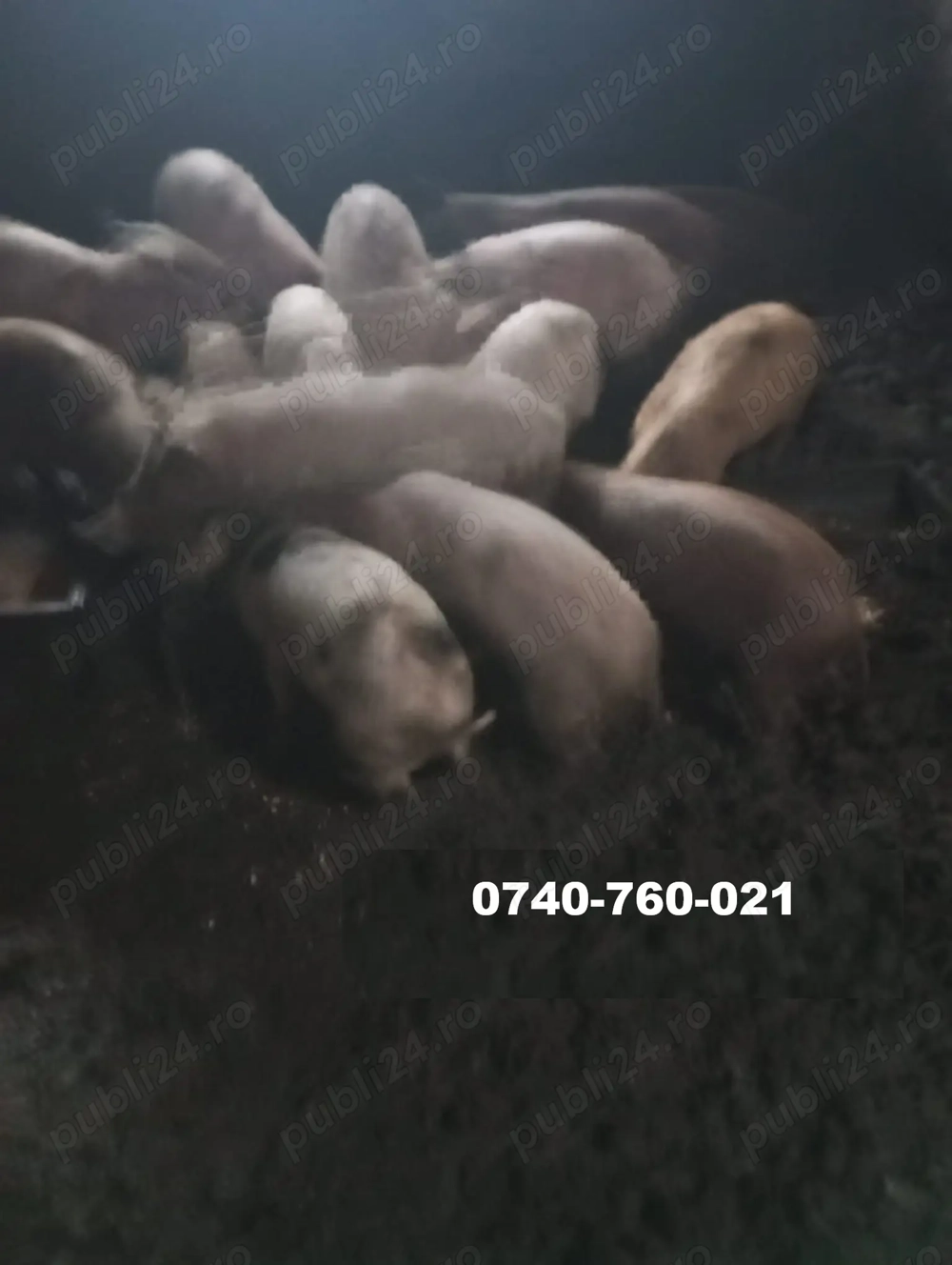 Vand Purcei cu 300 Ron bucata