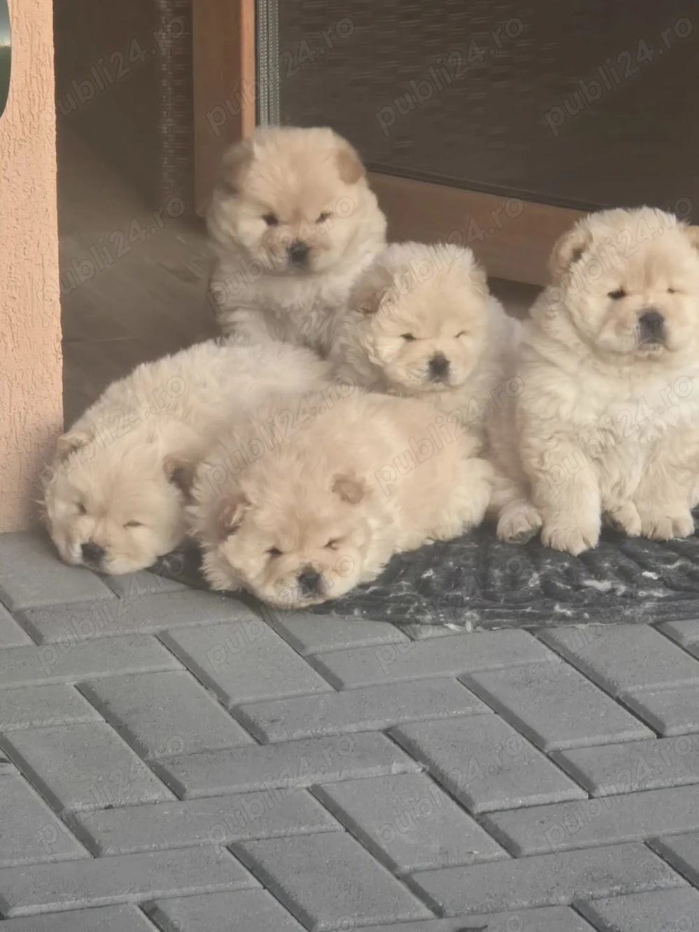 Chow Chow de Vanzare!