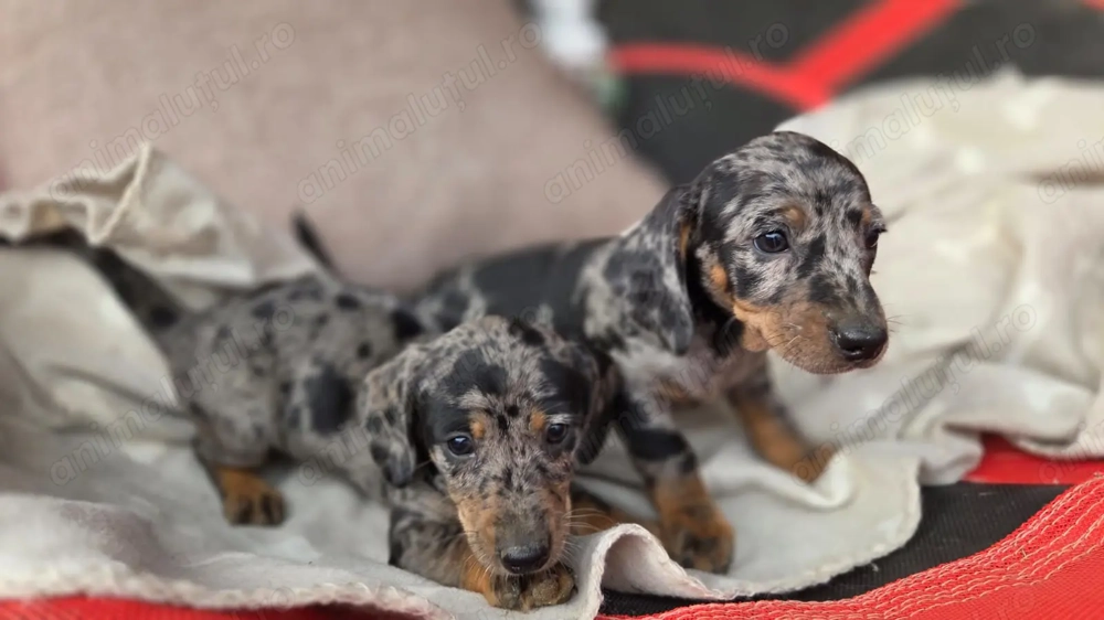 Femele tekel arlechin 