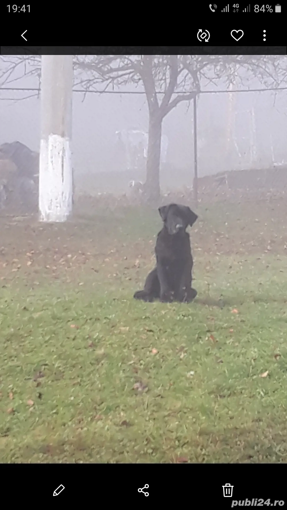 Cățelușa labrador 