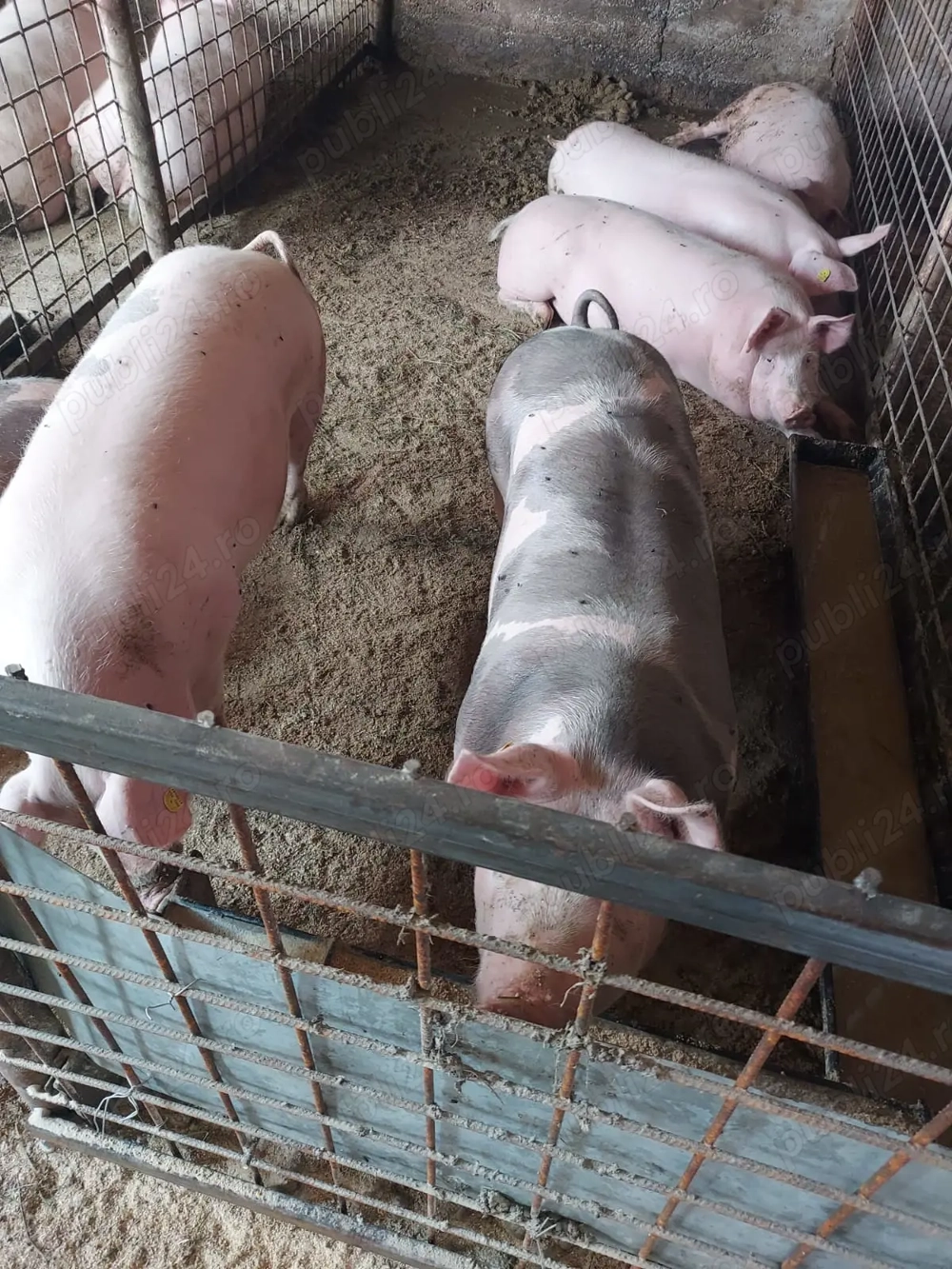 Porci de vânzare crescuți în gospodărie 