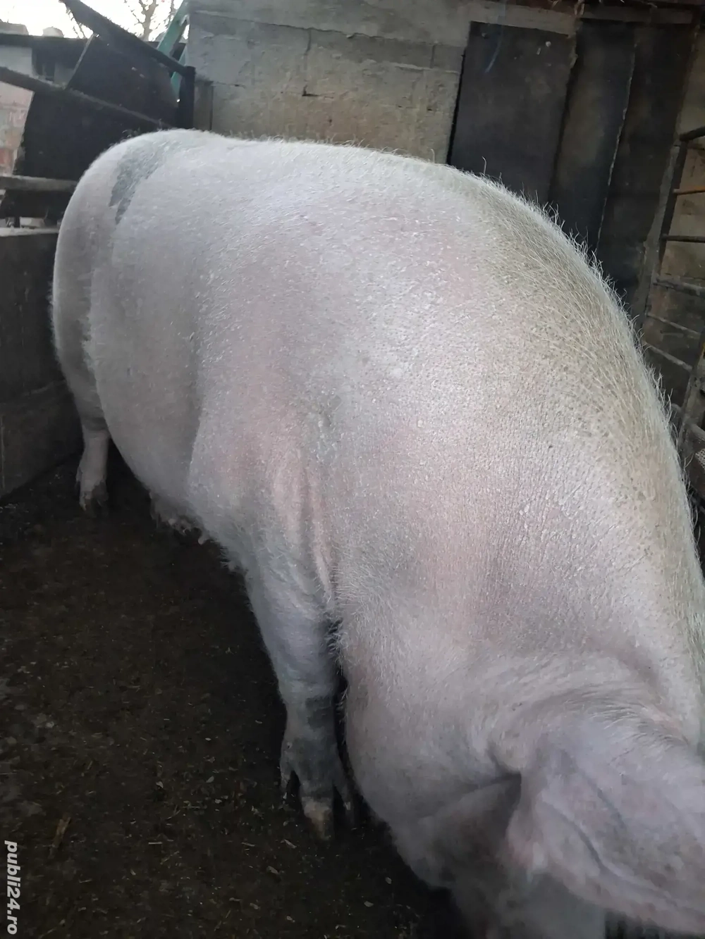 de vânzare scroafă 270 kg rasă marele alb ofer transport 