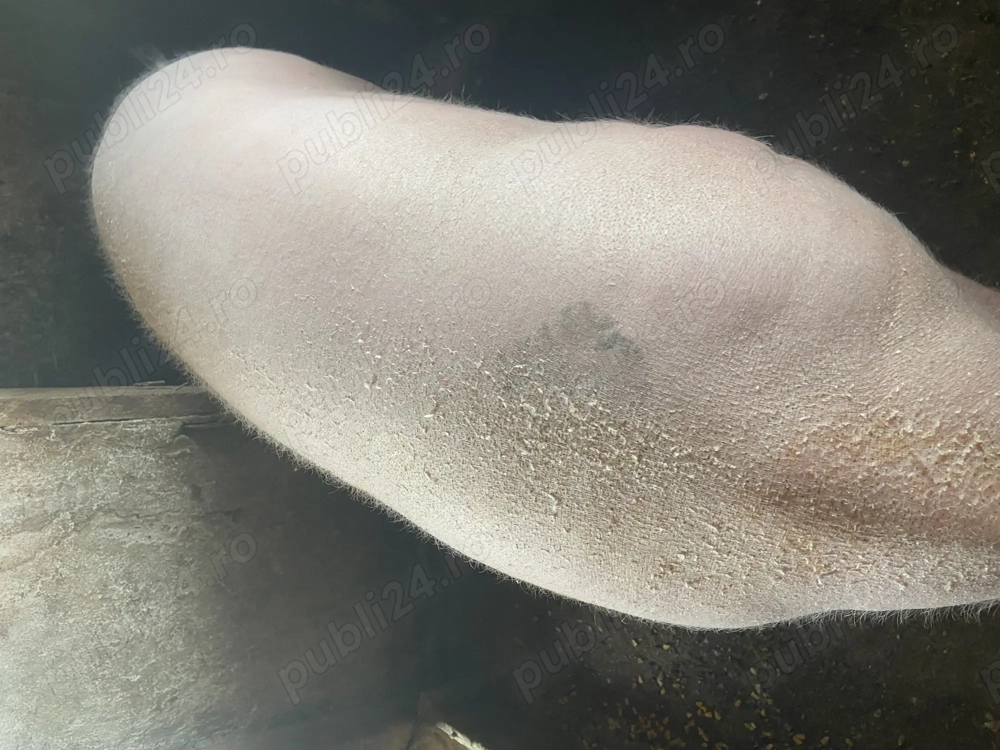 Vand porc 200 kg in zona Maramures