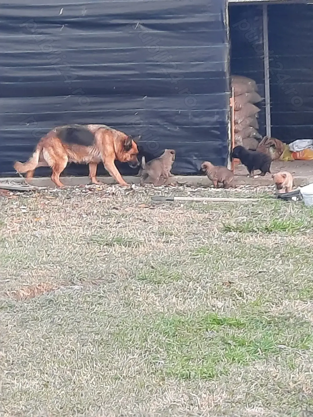 Pui Ciobanesc German cu Ciobanesc Belgian Malinois