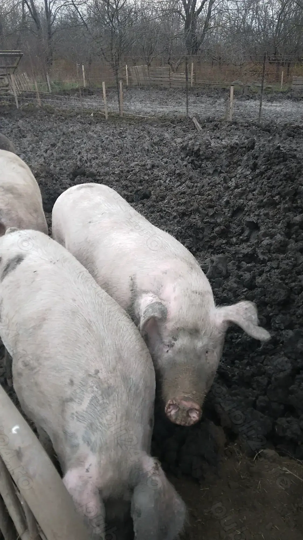 Vănd porc pentru  sacrificat 