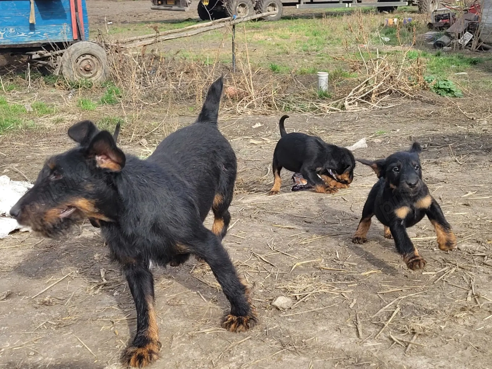 Jagd terrier pui mascul 
