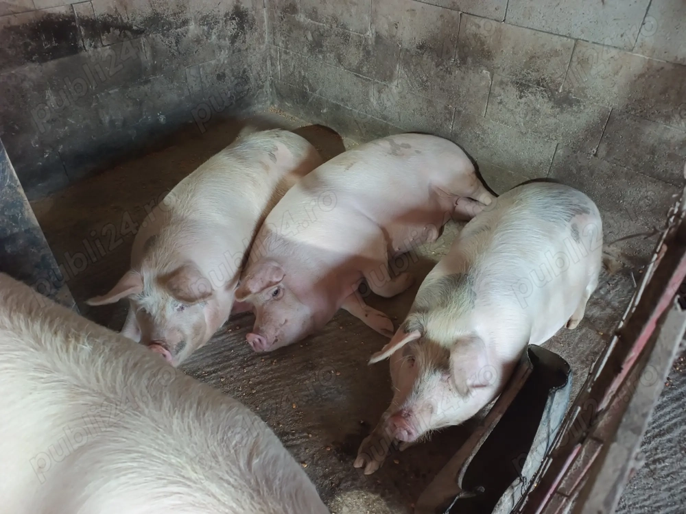 Vând porci pentru sacrificare