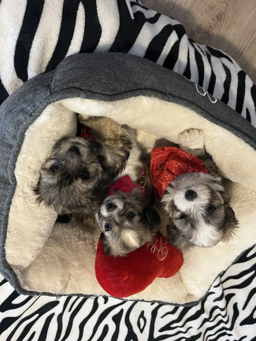 Câini Bichon Havanez