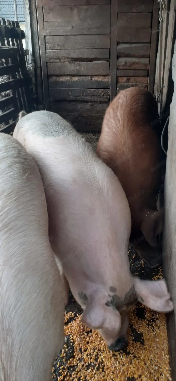 Vand un porc la alegere din 3 buc