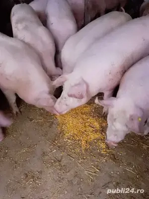 Porci de carne crescuti cu porumb si uruiala