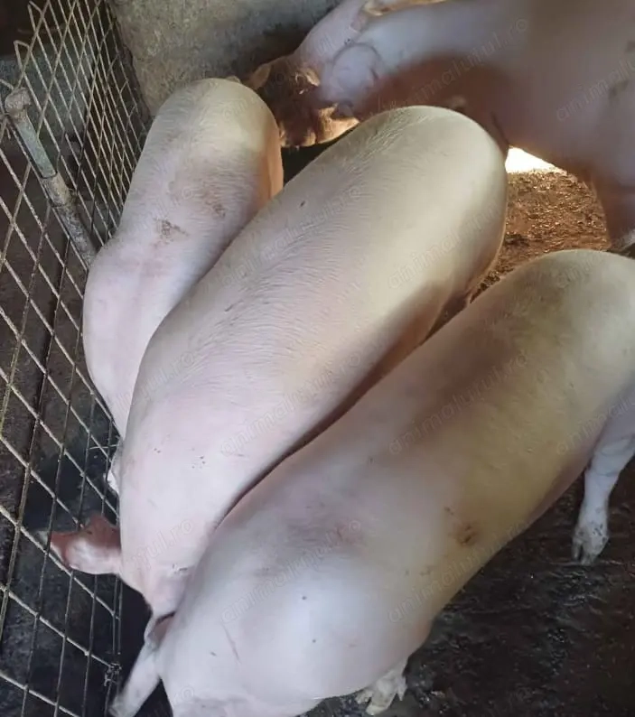 Vând porci pentru Crăciun 