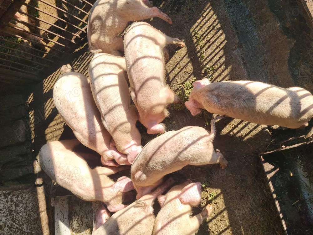 Purcei marele alb 35-40kg 4luni