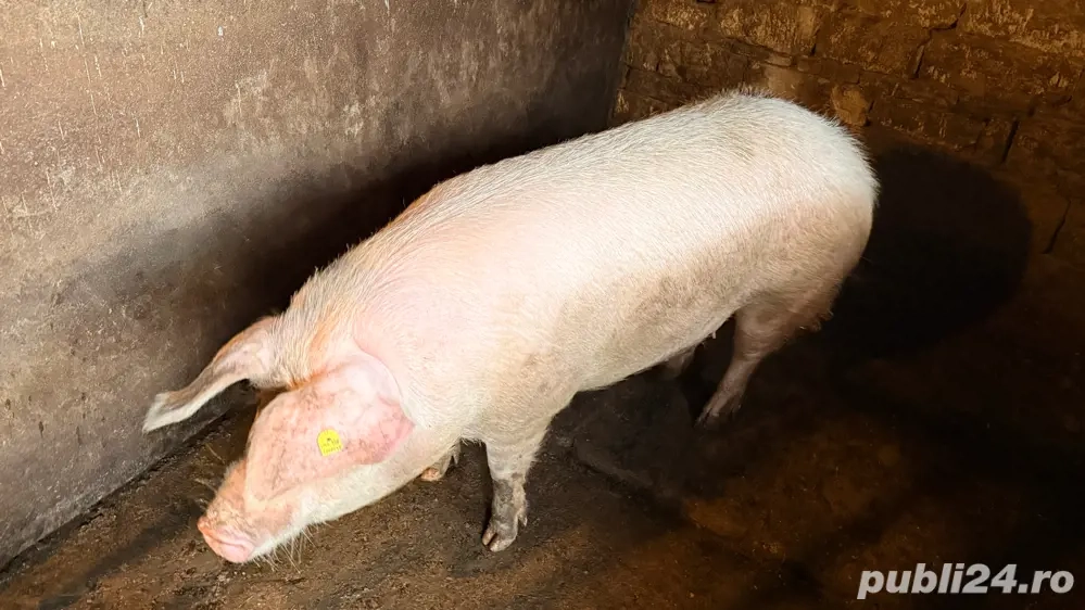 Porci de vanzare 