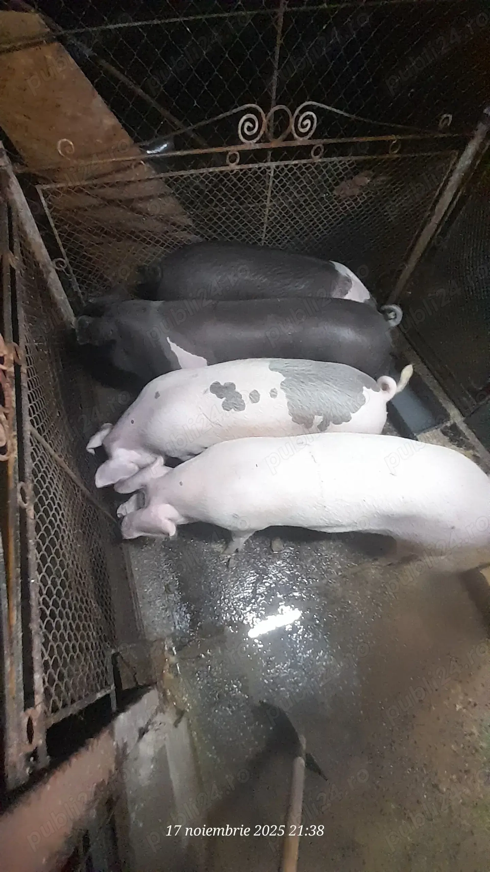 De vânzare porci pentru sacrificat