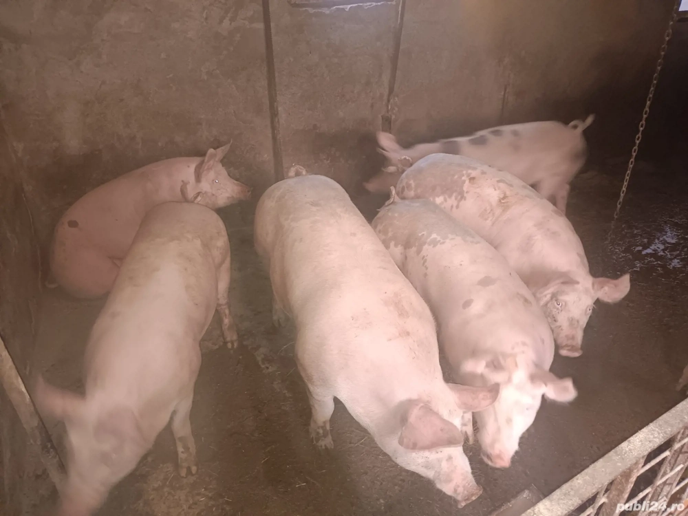 Purceii 80 90 100 120 kg 