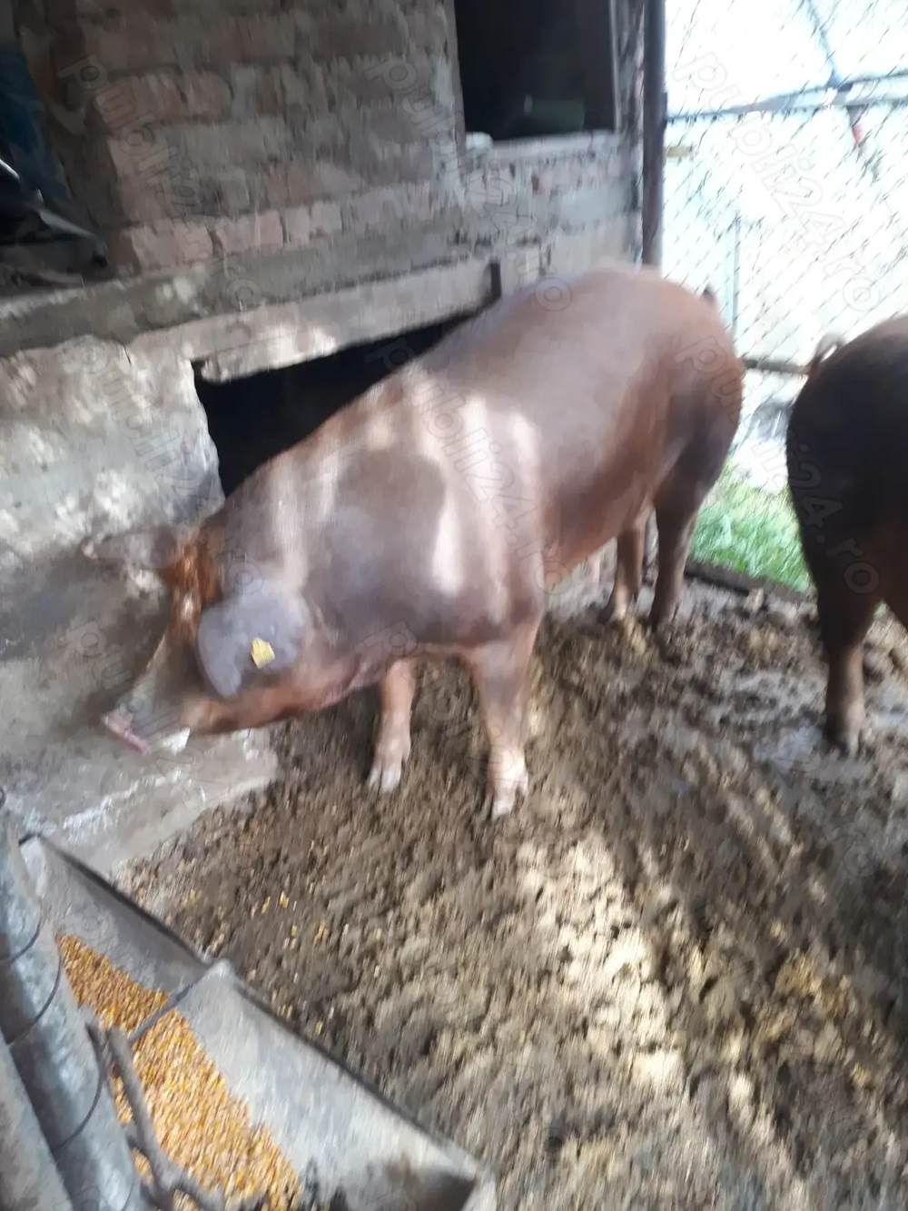 Vind porci de carne duroc