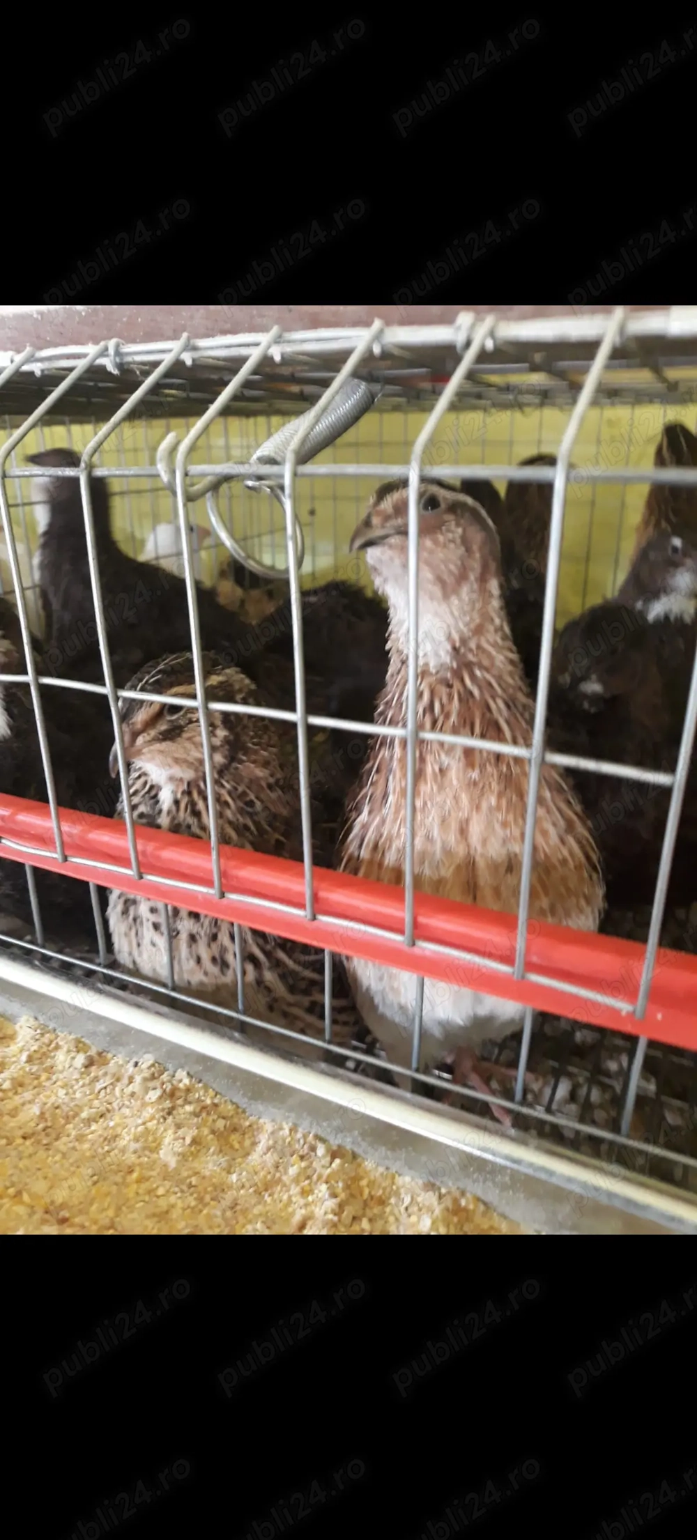 Vând prepelițe de carne și ouă 