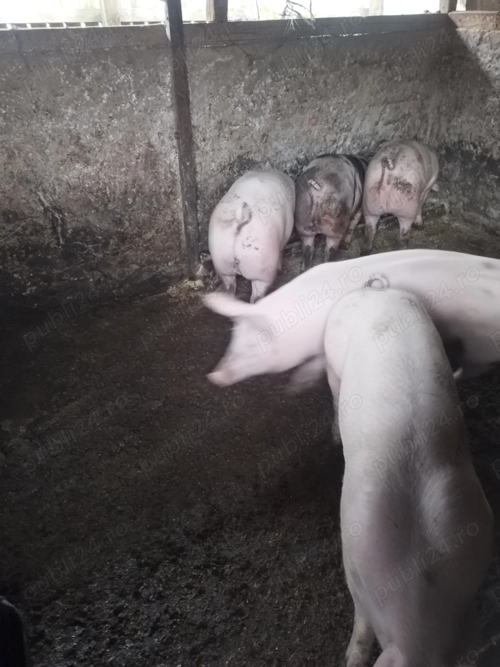 Porci de vanzare rasa de carne 