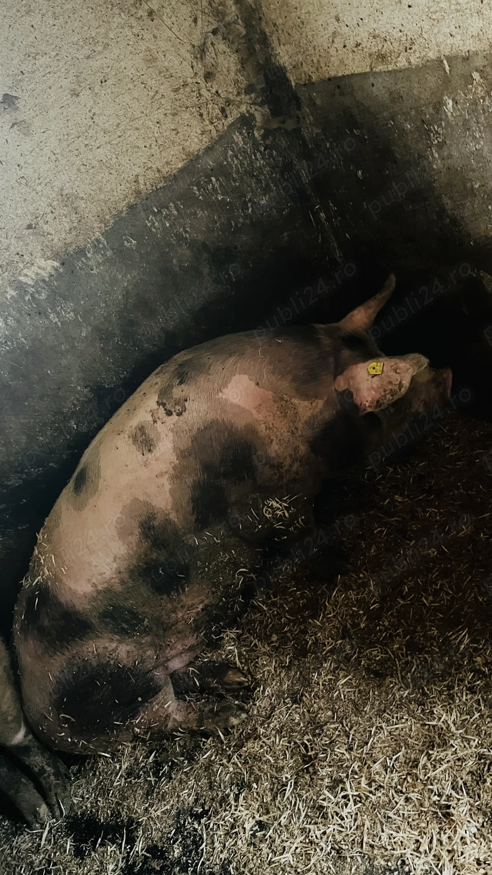 Porci pentru Crăciun 