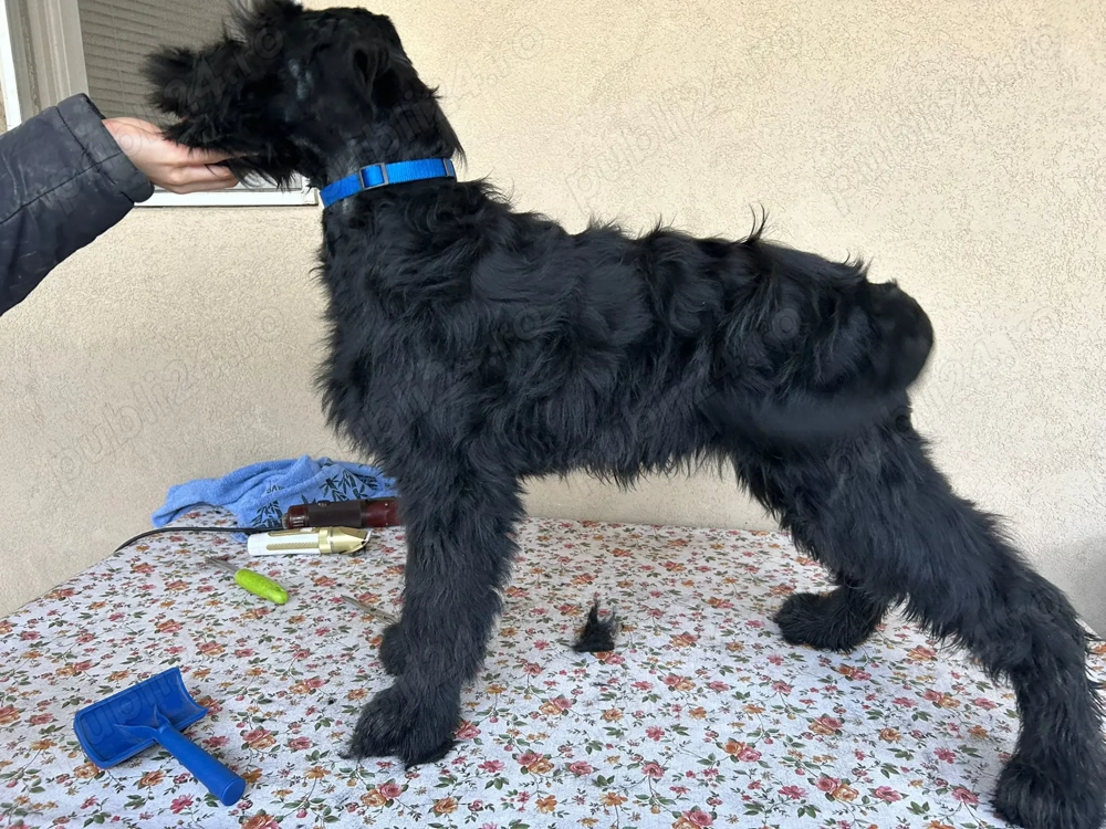 Pui Schnauzer uriaș cu pedigree 