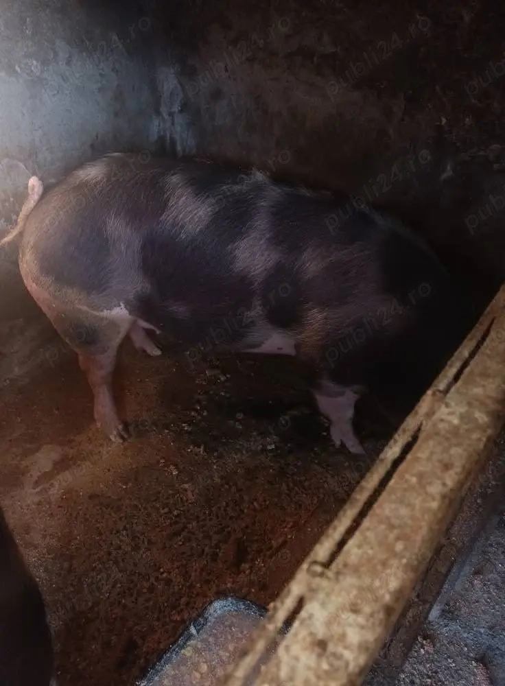 Vând porci 10 lei  kg în viu