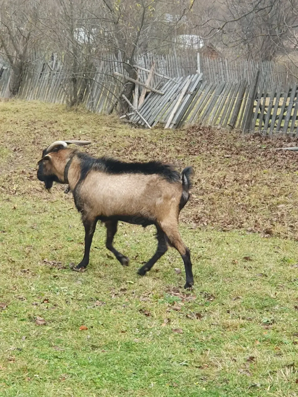 Vând țap alpin francez masiv, 2 ani jumate.