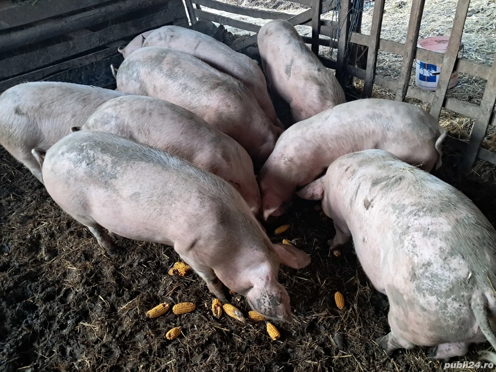 vind porci pentru craciun 