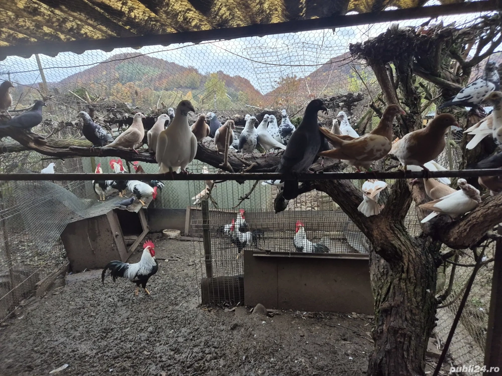 porumbei meulemans pe galben si pietraini