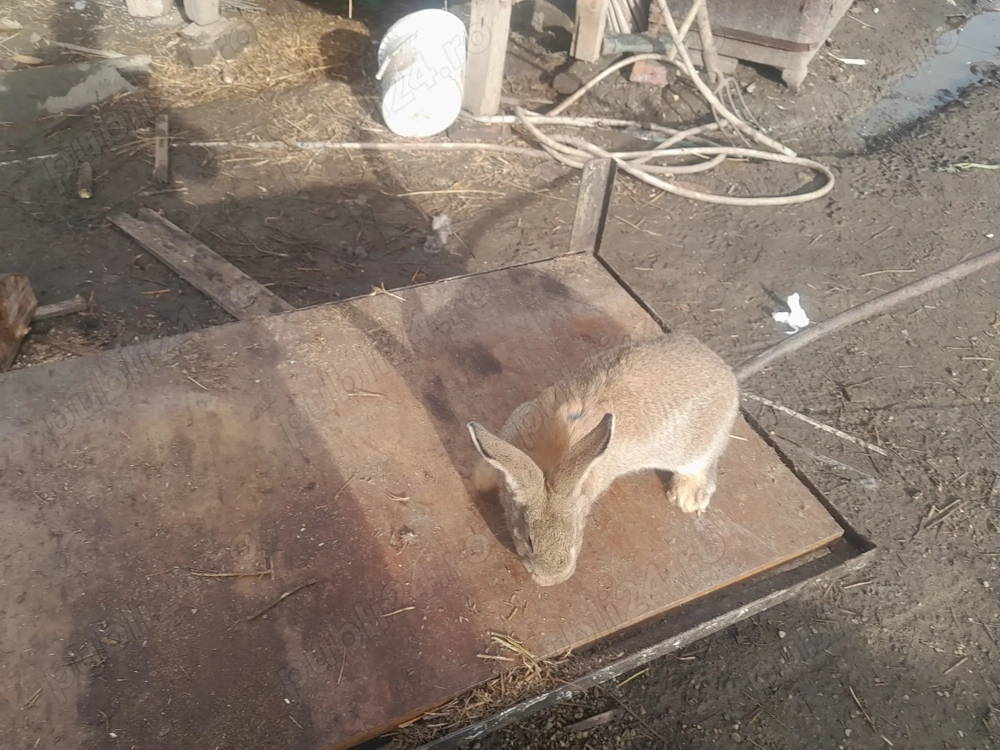 De vanzare sau schimb pe un mascul 