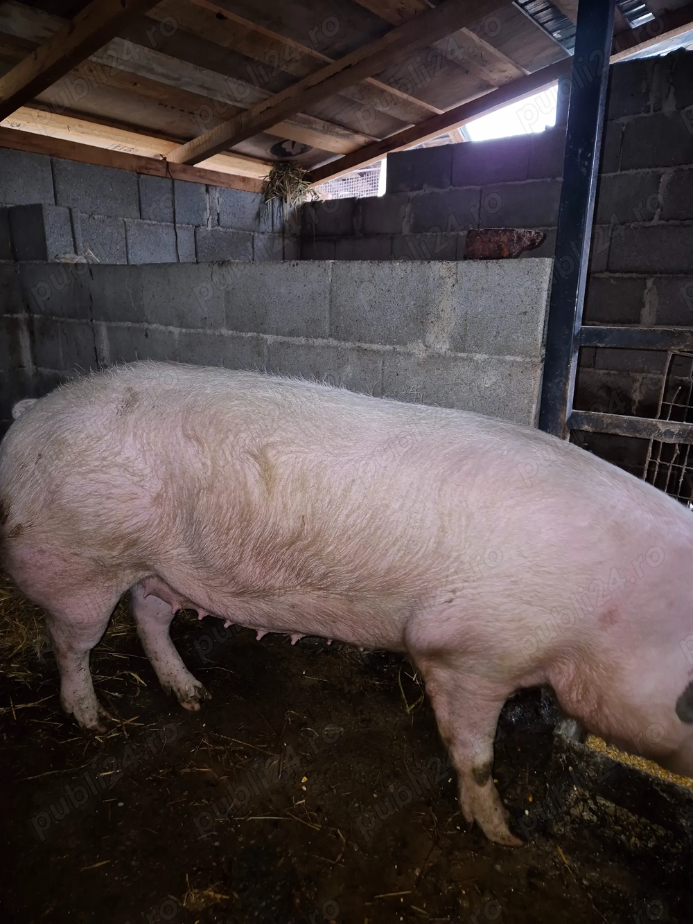 Vand purcea 200 kg dambovita