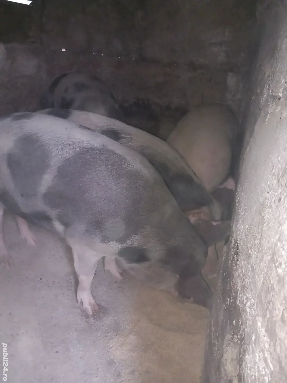 porci grași petrean rasă de carne