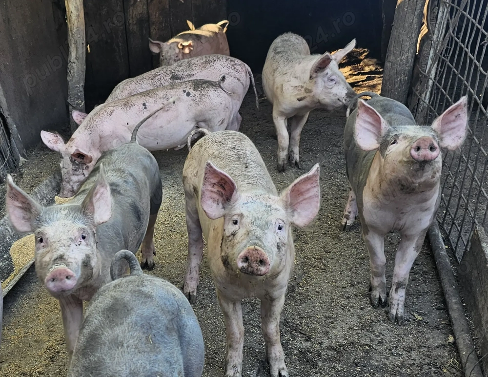 Vand porci in jur de 35kg 700lei bucata 