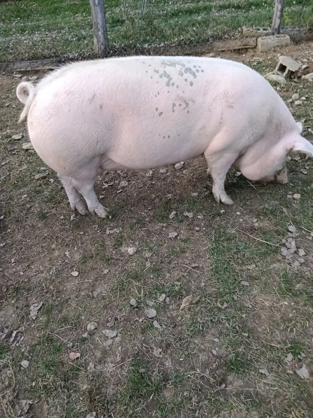 Porci de vanzare