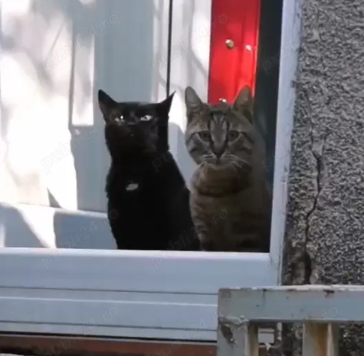 Pisici pentru adoptie. 