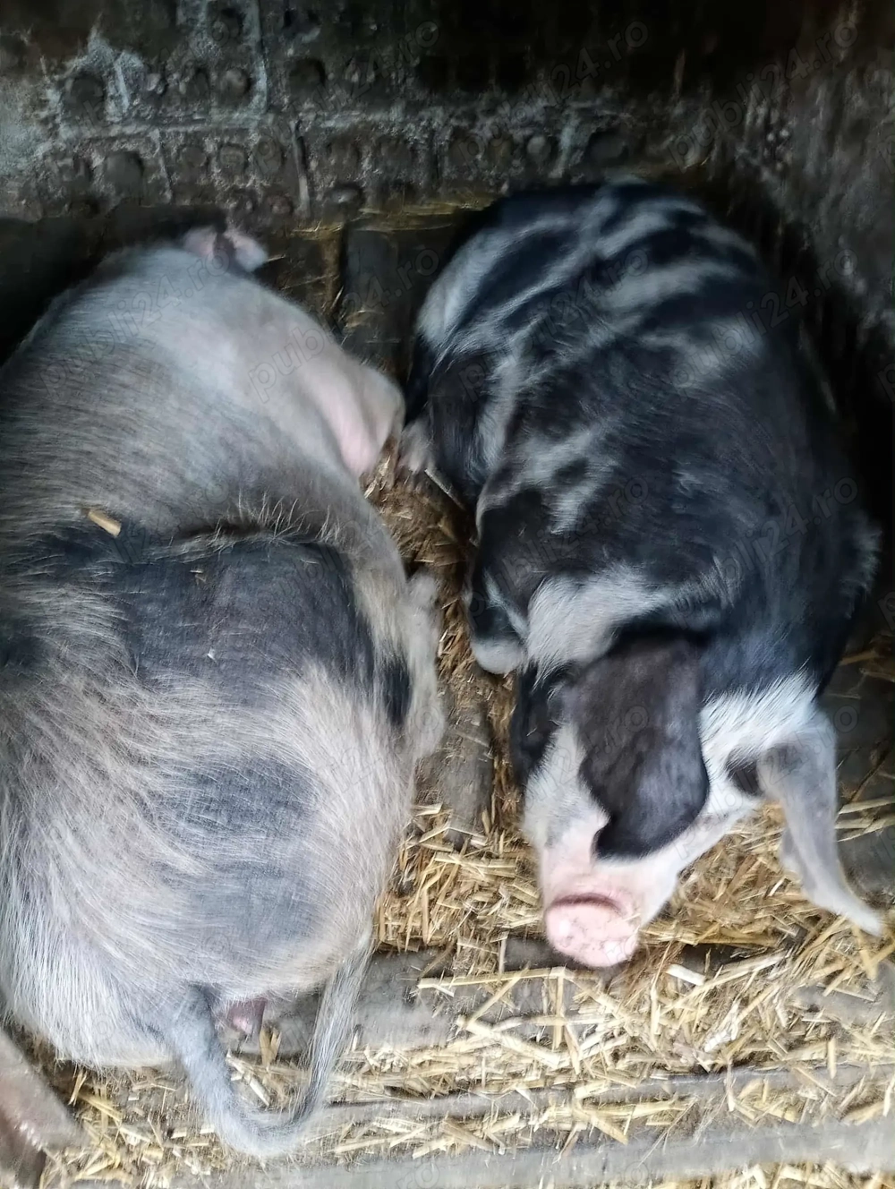 Vand porc pentru sarbatori