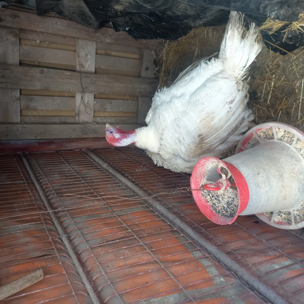 Curcani,curții de vanzare