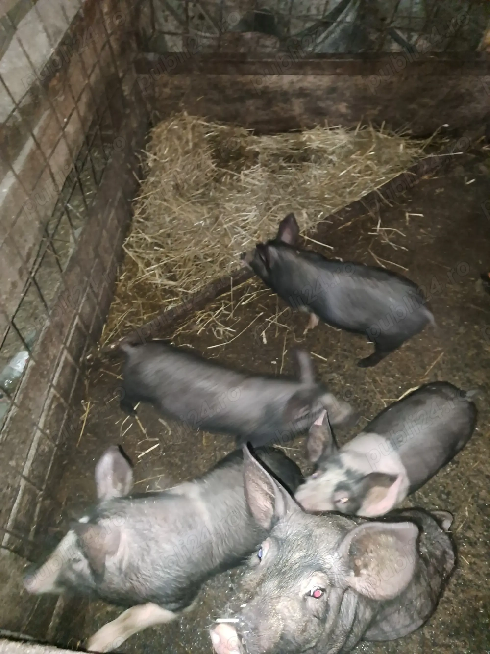 Vand 5 grasuni de bazna si 8 de landras cu petrean