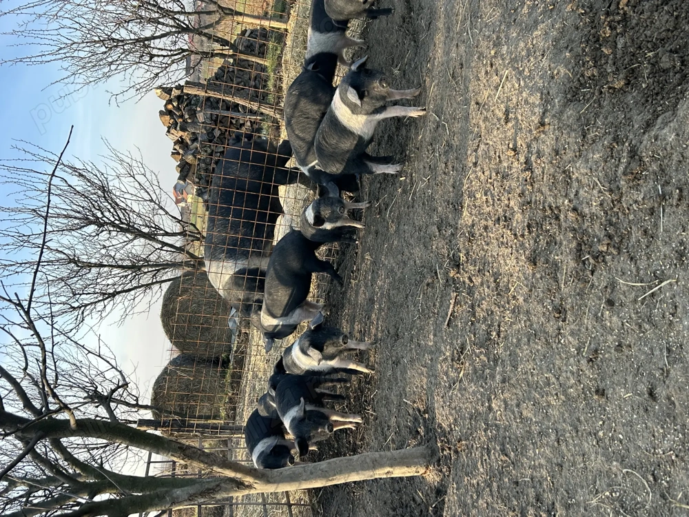 De vanzare purcei de bazna 