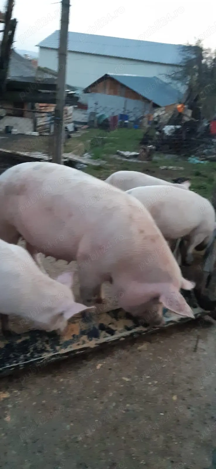 Porc (purcea )de vânzare !