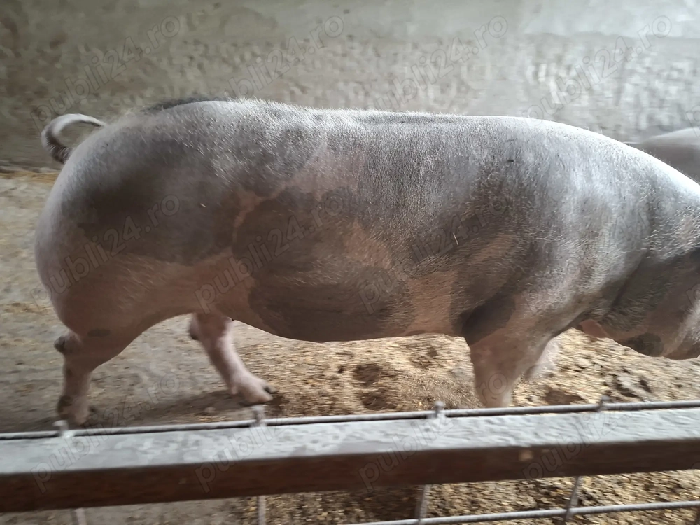 Porc mare pana în 500kg