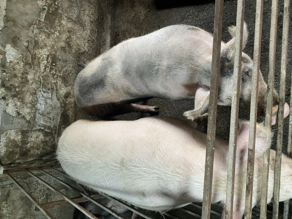 Porci crescuti de tara Ilfov Copaceni