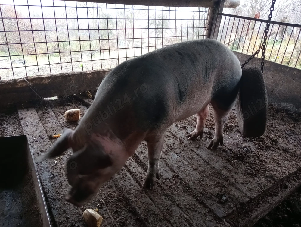 Porc de vânzare 